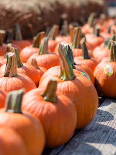 Fall Activities in Houston 2023: Your Ultimate Guide to Enjoy Autumn and staying at Grand West Condos Short Term Rentals