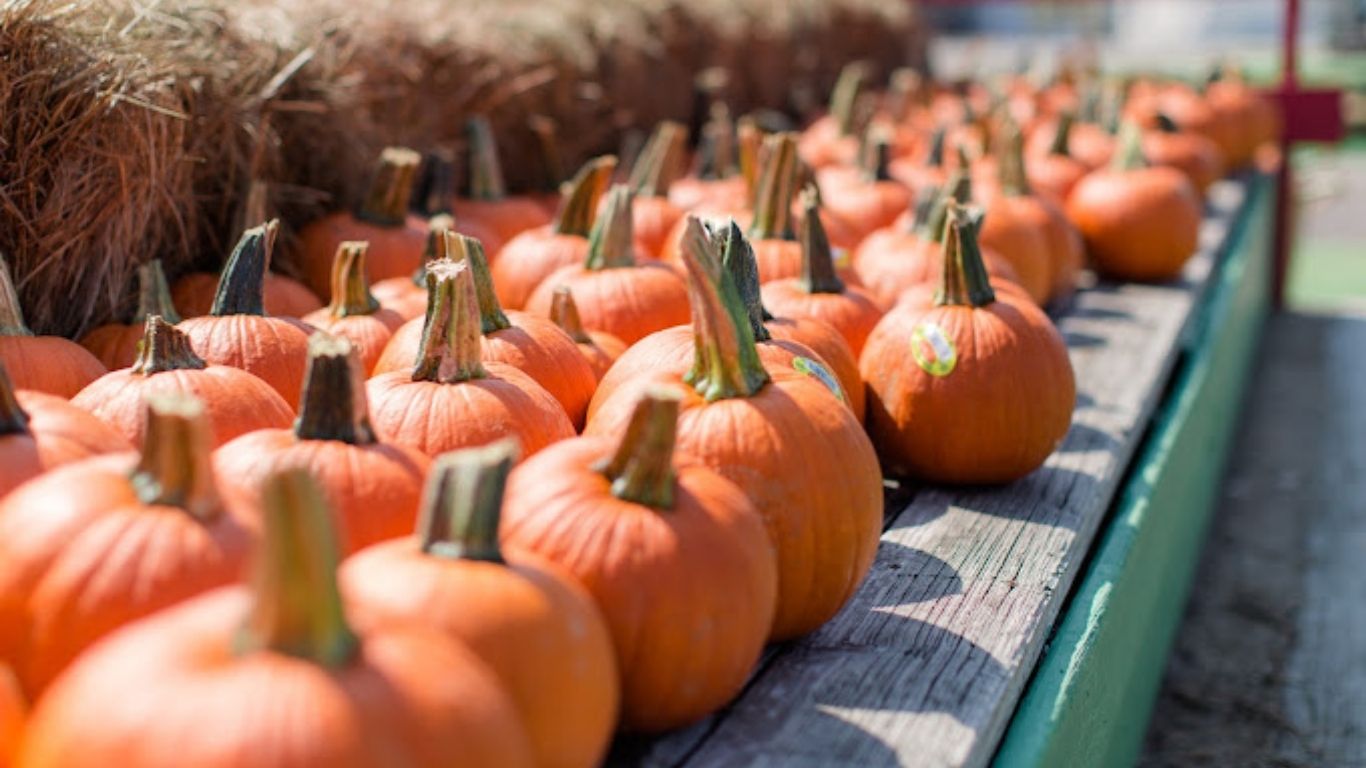 Fall Activities in Houston 2023: Your Ultimate Guide to Enjoy Autumn and staying at Grand West Condos Short Term Rentals